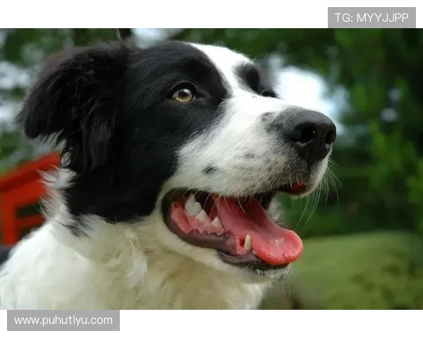 万狗体育国际娱乐平台的注册流程与新手入门指南帮助新用户快速上手